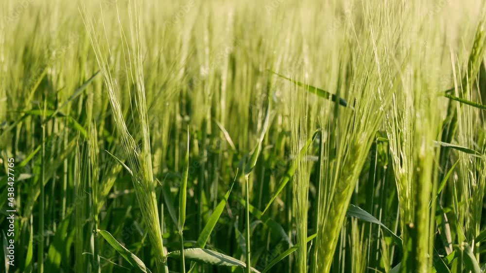 Weizenfeld im Frühsommer, Bayern, Deutschland Weizenfeld im Frühsommer, Bayern, Deutschland