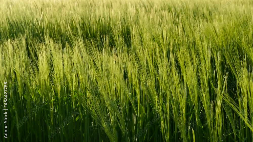 Weizenfeld im Frühsommer, Bayern, Deutschland Weizenfeld im Frühsommer, Bayern, Deutschland
