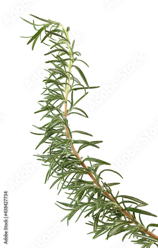 Branch of rosemary on white background. © zcy