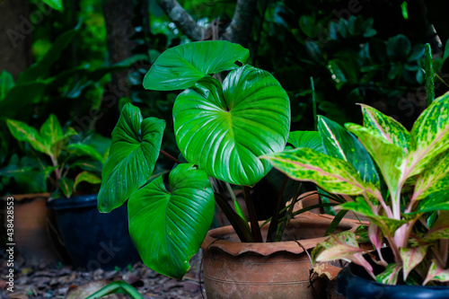 King of Heart in a pot