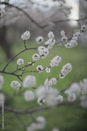 blooming apricot blooms and pleases everyone around © Ванжа Юрий