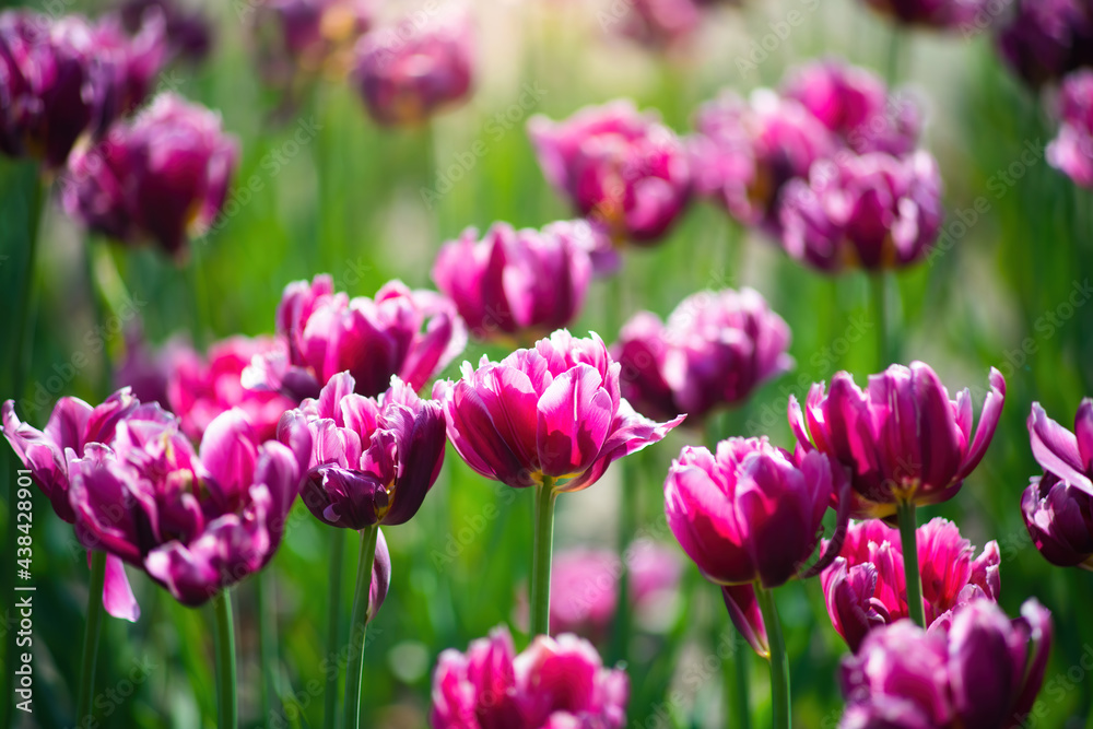 Field red flower tulip close up on a blurred background Field red flower tulip close up on a blurred background