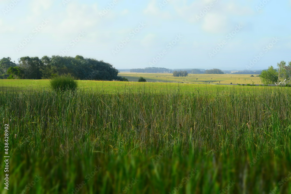 tall grass and blue sky meadow