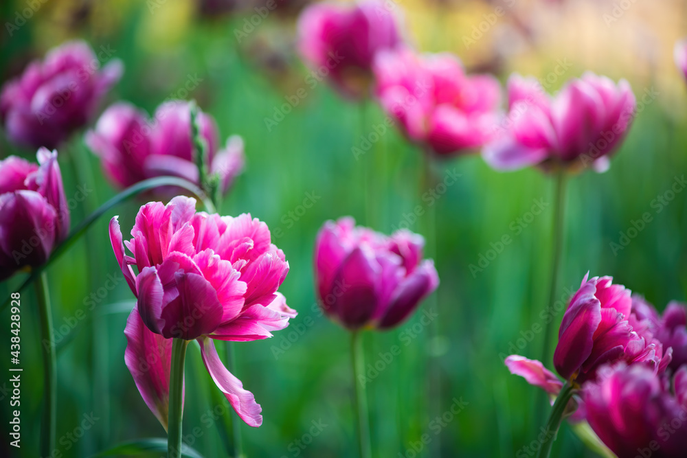 Field red flower tulip close up on a blurred background