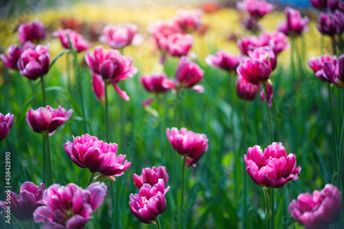 Field red flower tulip close up on a blurred background