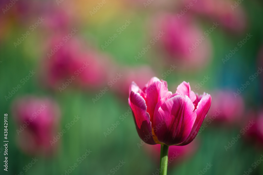 Field red flower tulip close up on a blurred background Field red flower tulip close up on a blurred background