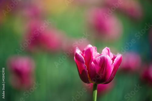 Field red flower tulip close up on a blurred background