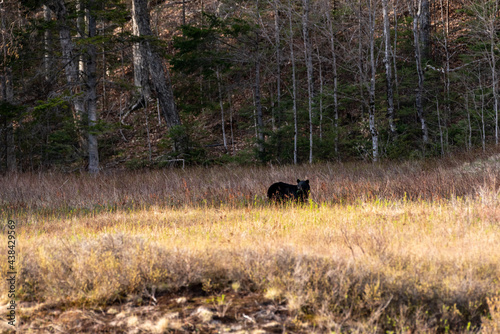 Black bear foraging in Crawford Notch State Park  New Hampshire.