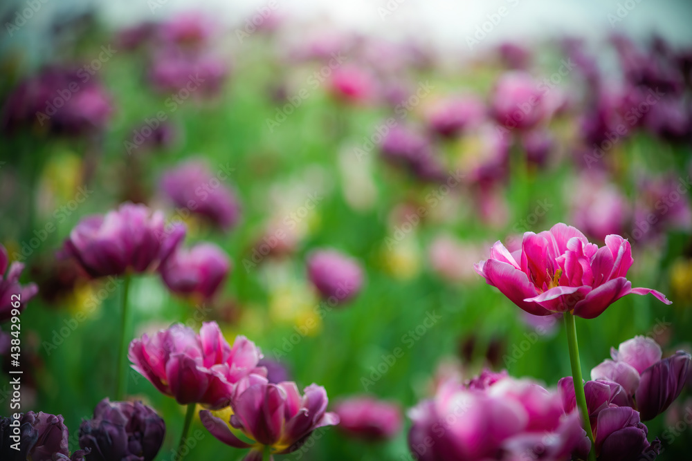 Field purple flower tulip close up on a blurred background Field purple flower tulip close up on a blurred background