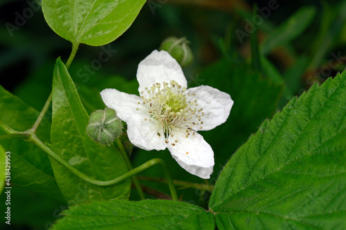 Brombeer-Blüte (Rubus sect. Rubus) // Blossom of a Blackberry photo