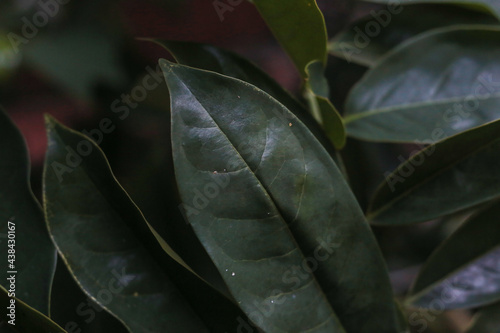 tree green leaves flower