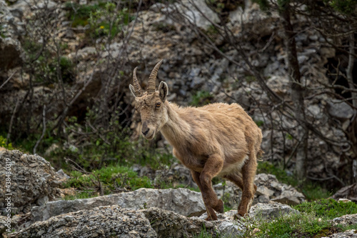 Fototapet portrait of an Alpine ibex