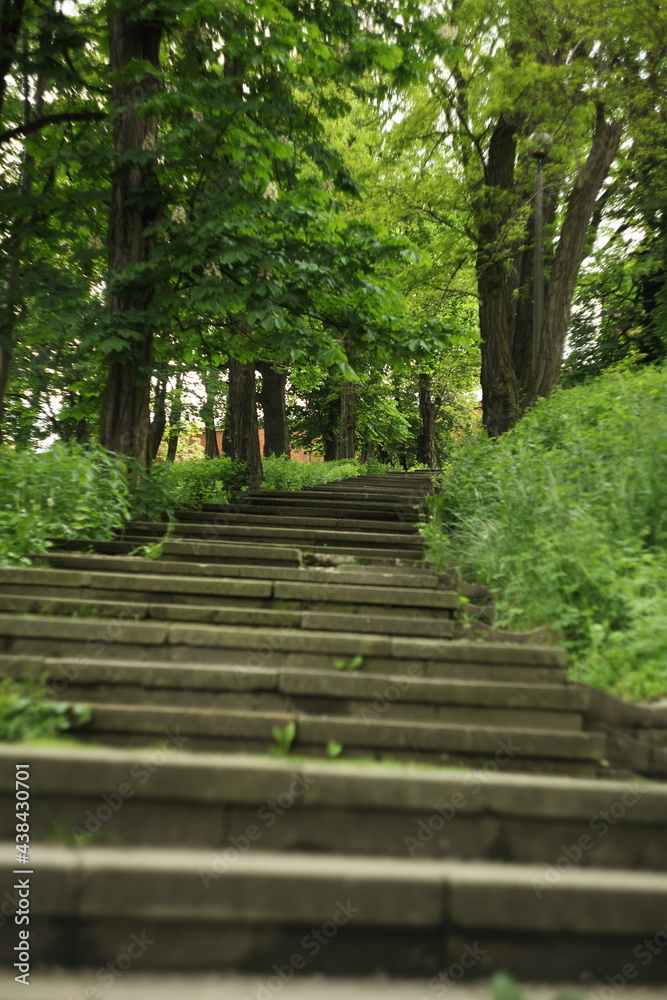 Stairway in the forest      