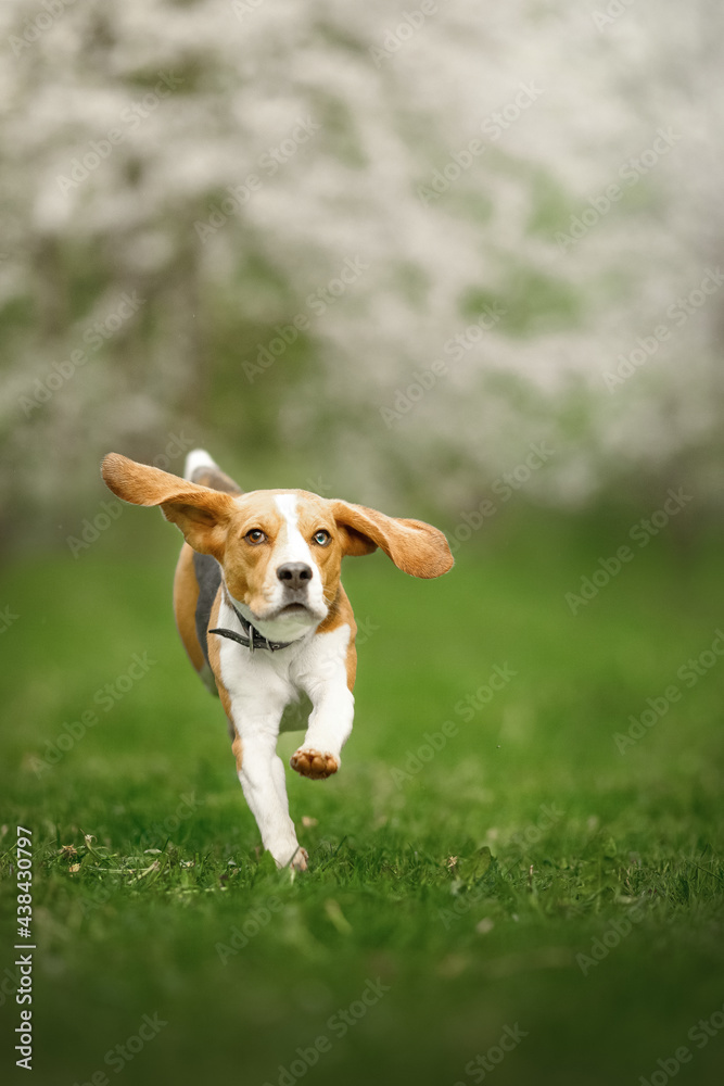beagle puppy in the blossom nature park with flowers