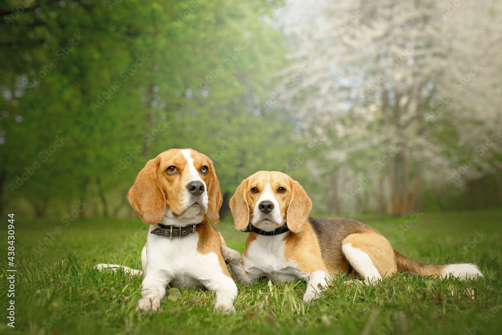 beagle puppys in the blossom nature park with flowers