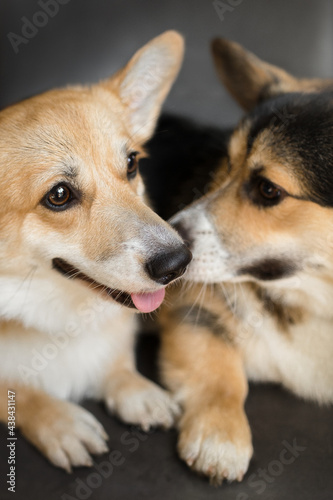 corgi dogs in dog-friendly gastrobar with cup of coffe