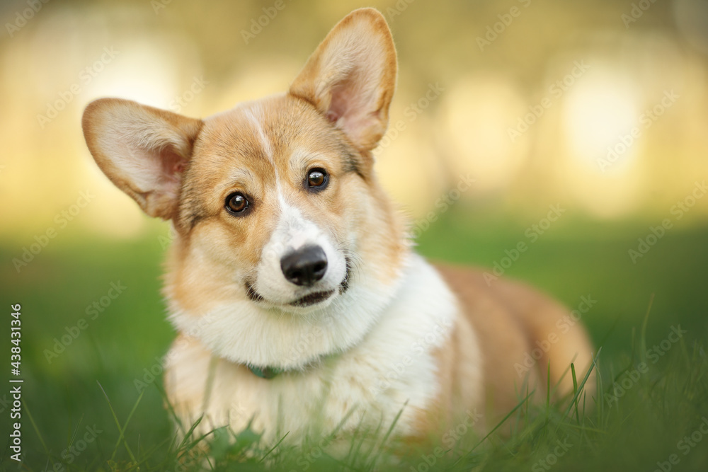 happy corgi puppy running in the green sunny nature