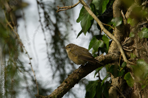 young robin resting on a branch in a tree with a natural green background