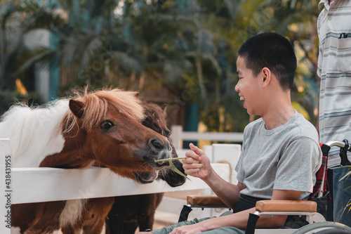 Disabled child sitting on wheel​chair​ feeding donkey and horses in zoo,Boy smile with happy face look at the cute animals,Lifestyle in education age and Happy disability kid activity outdoor concept.