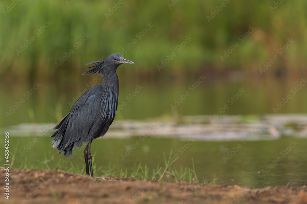 Fototapeta premium Black Heron - Egretta ardesiaca, beautiful black heron from African lakes and wetlands, lake Ziway, Ethiopia.
