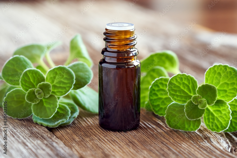 Silver spurflower tincture with fresh Plectranthus argentatus plant. Herbal medicine. Silver spurflower tincture with fresh Plectranthus argentatus plant. Herbal medicine.