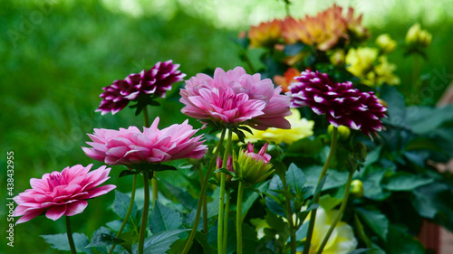 Stars flowers. Garden ornamental flowers. Annual flowering plants.