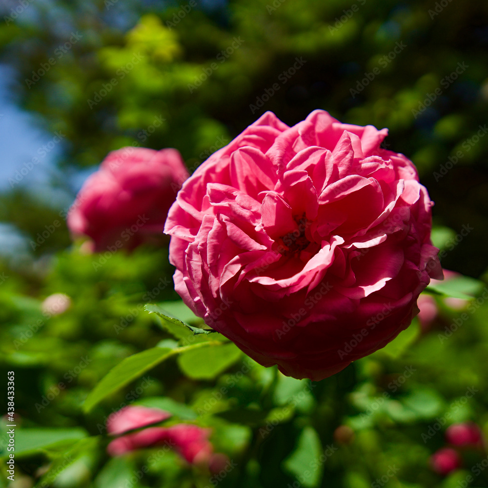 Fragrant pink rose bush in the garden.