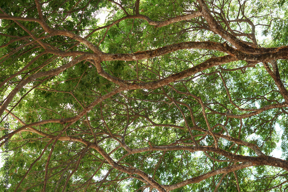 Fototapeta premium Branches and leaves background of a large tree 