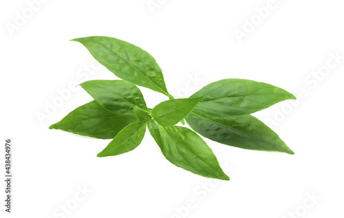 Andrographis paniculata leaf isolated on white background, cutout.