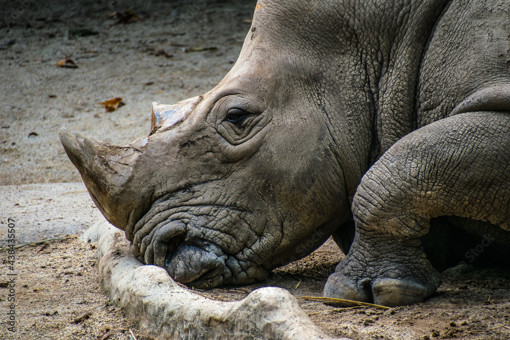 A rhinoceros, commonly abbreviated to rhino, is a member of any of the five extant species of odd-toed ungulates in the family Rhinocerotidae. A rhinoceros, commonly abbreviated to rhino, is a member of any of the five extant species of odd-toed ungulates in the family Rhinocerotidae.