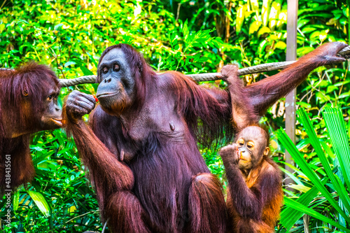 Orangutans are great apes native to the rainforests of Indonesia and Malaysia. 