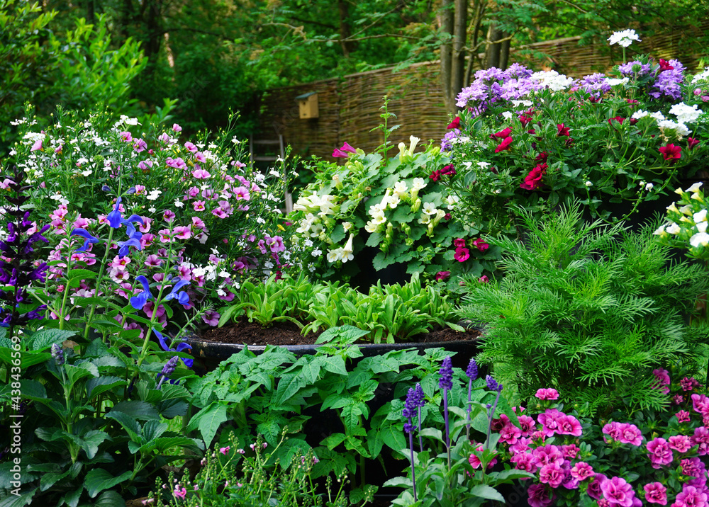 Flower garden, English  landscaped flower garden nice and green fresh start of the summer. nice and decorative garden. the garden of Eden. 