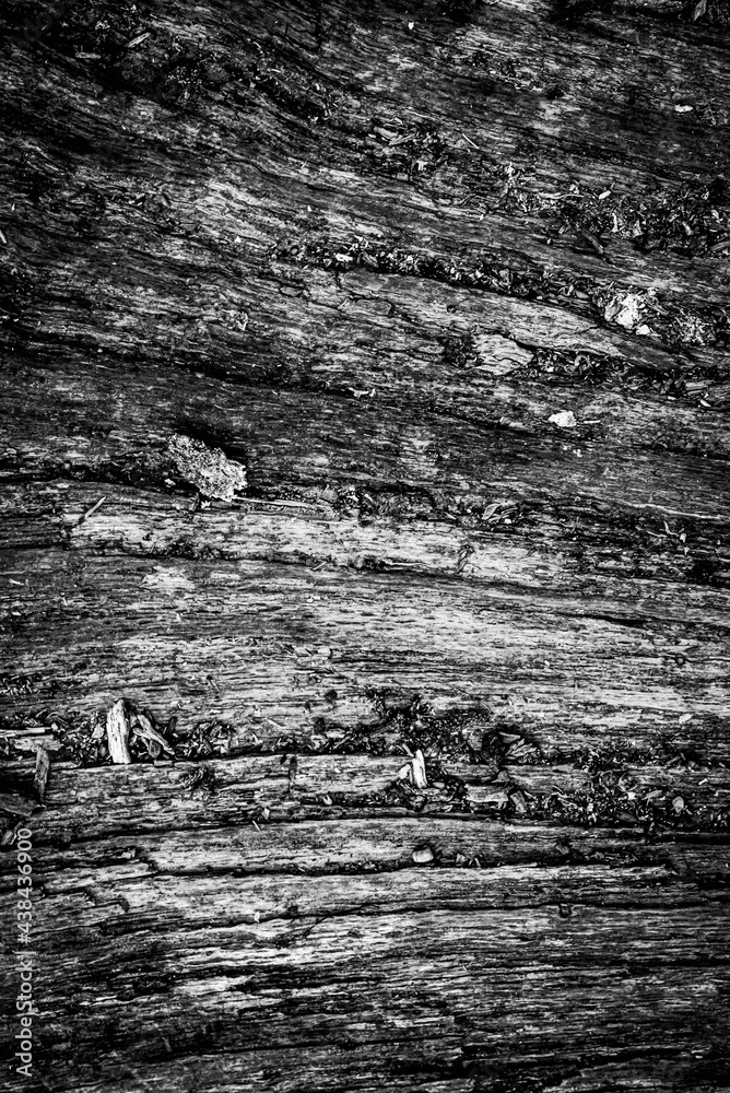 Black and white dead trees