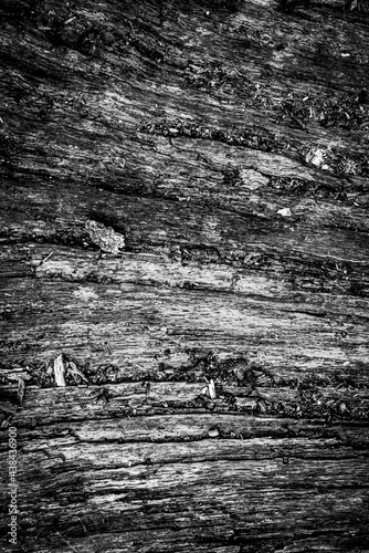 Black and white dead trees