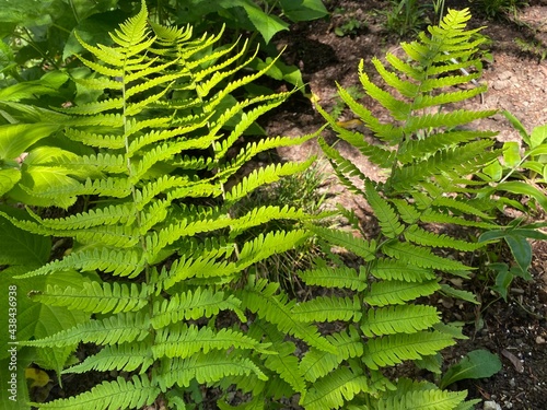 Uniform wood fern (Dryopteris uniformis), Einheitlicher Wurmfarn, Einförmiger Wurmfarn oder Einfoermiger Wurmfarn (The Botanical Garden of the University of Zurich, Switzerland) photo