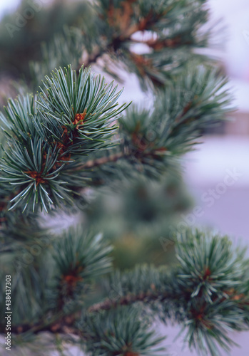 Coniferous tree background. Stylish winter wallpaper