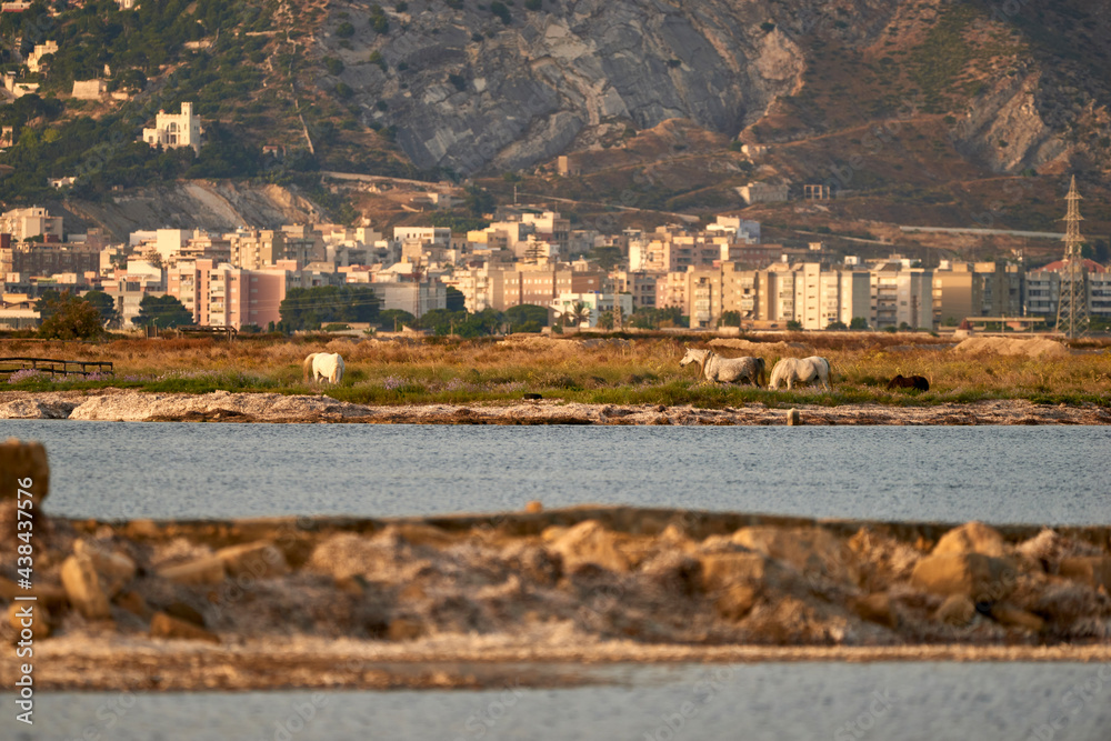 The Saline di Trapani with buildings in the background and free horses grazing