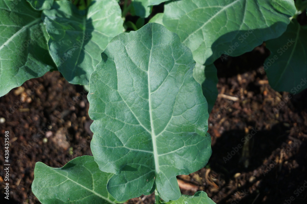 Top view of fresh broccoli leaves growing in vegetable garden. Own grown vegetables. Top view of fresh broccoli leaves growing in vegetable garden. Own grown vegetables.