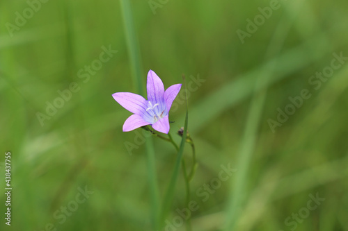 Bluebell flower on summer meadow. Wildflowers in green grass