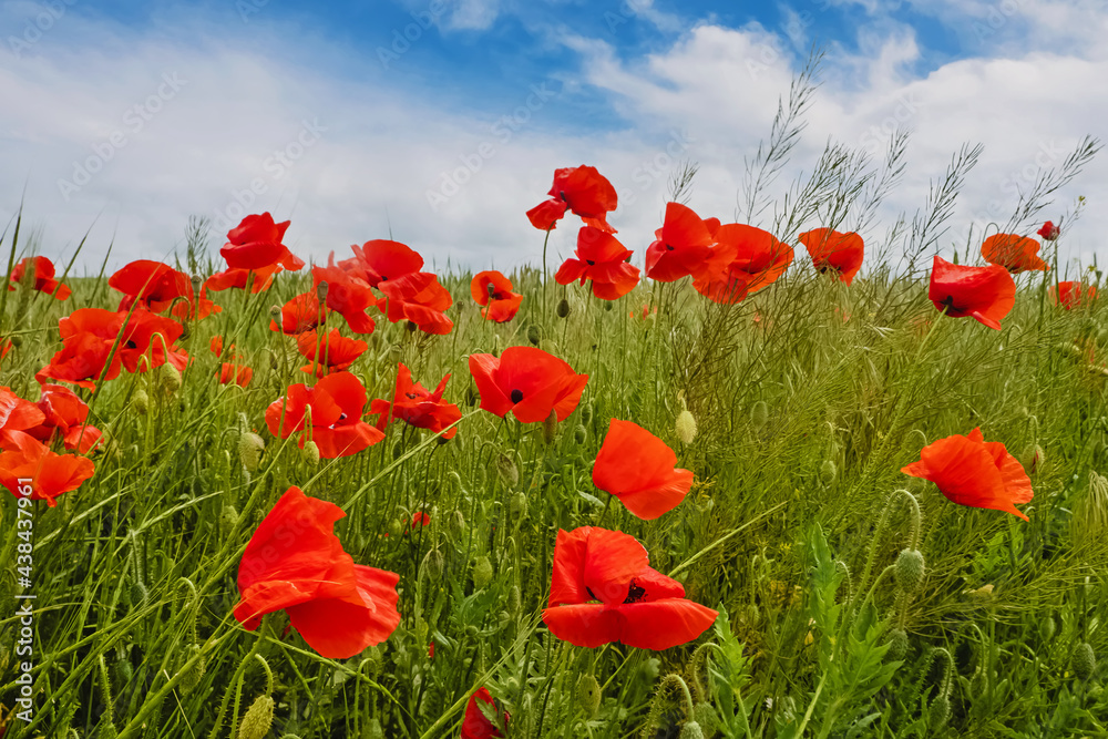 Fototapeta premium Field with red poppy flowers.