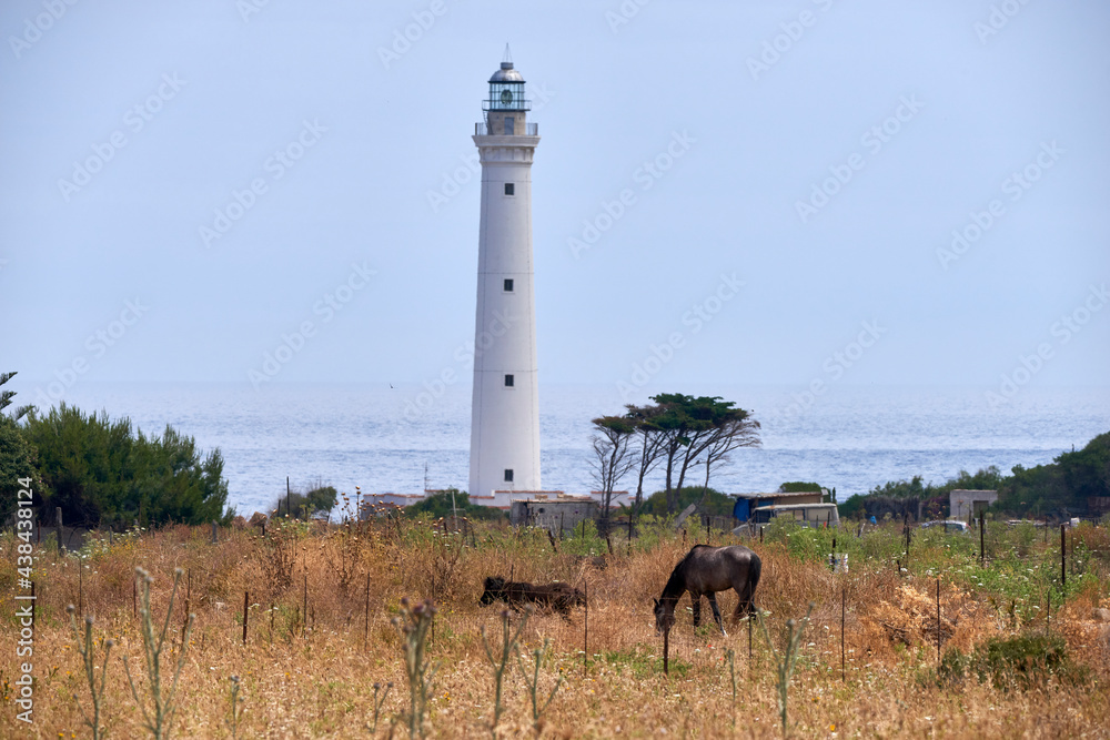 the lighthouse in the background and the coast with some free horses grazing