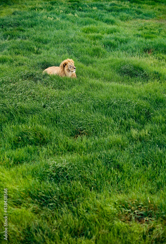 Canvas Print Huge beautiful male lion is lying and relaxing alone on the green grass field in savannah