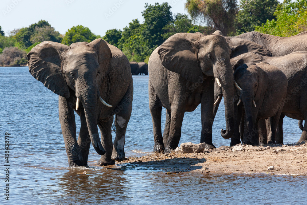 Fototapeta premium African Elephants - Chobe National Park - Botswana