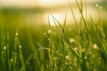 Green grass with morning dew at sunrise. Macro image, shallow depth of field. Beautiful summer nature background