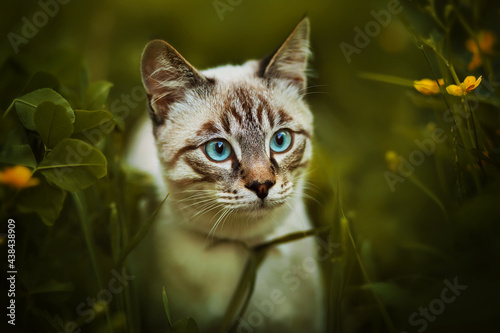 Portrait of a cute tabby Thai kitten with blue eyes sitting among dark grass and yellow buttercup flowers on a summer day. Nature and a pet.