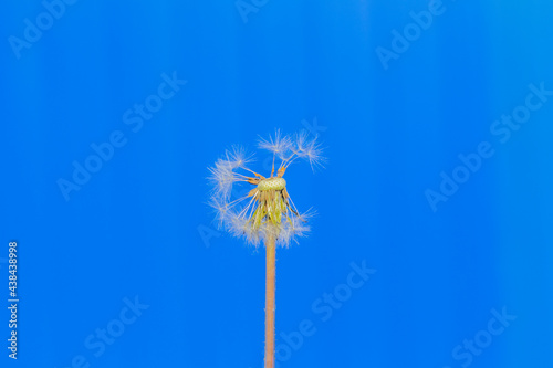 Dandelion with fallen seeds on a blue background  close-up.