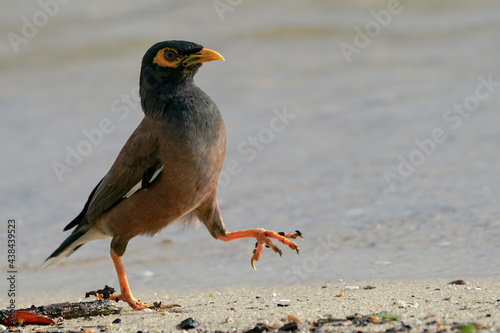 Canvas Print Birds in Singapore  a Common Myna walking on the sea coast