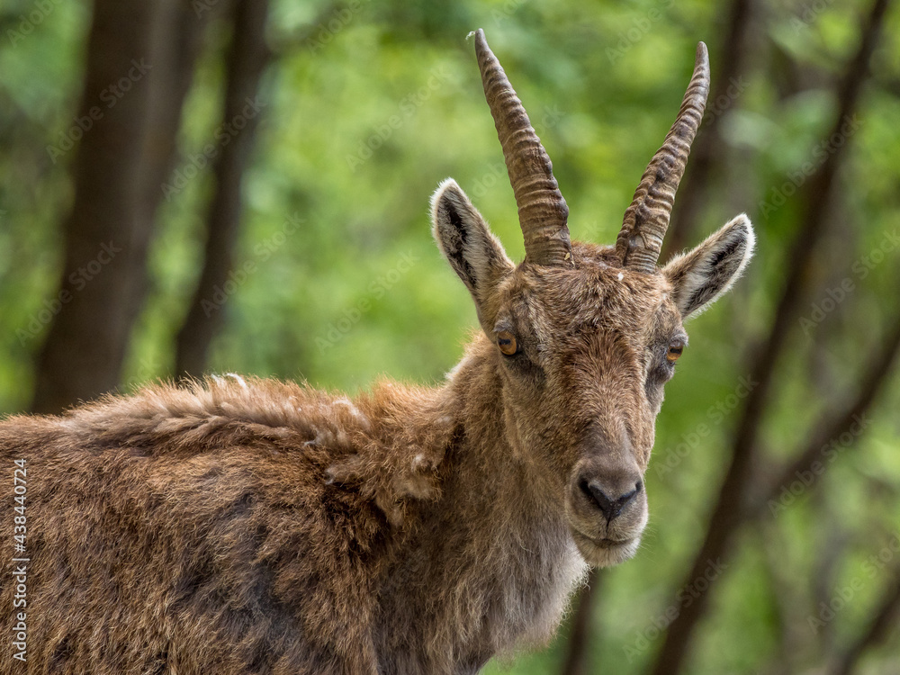 portrait of an Alpine ibex 
