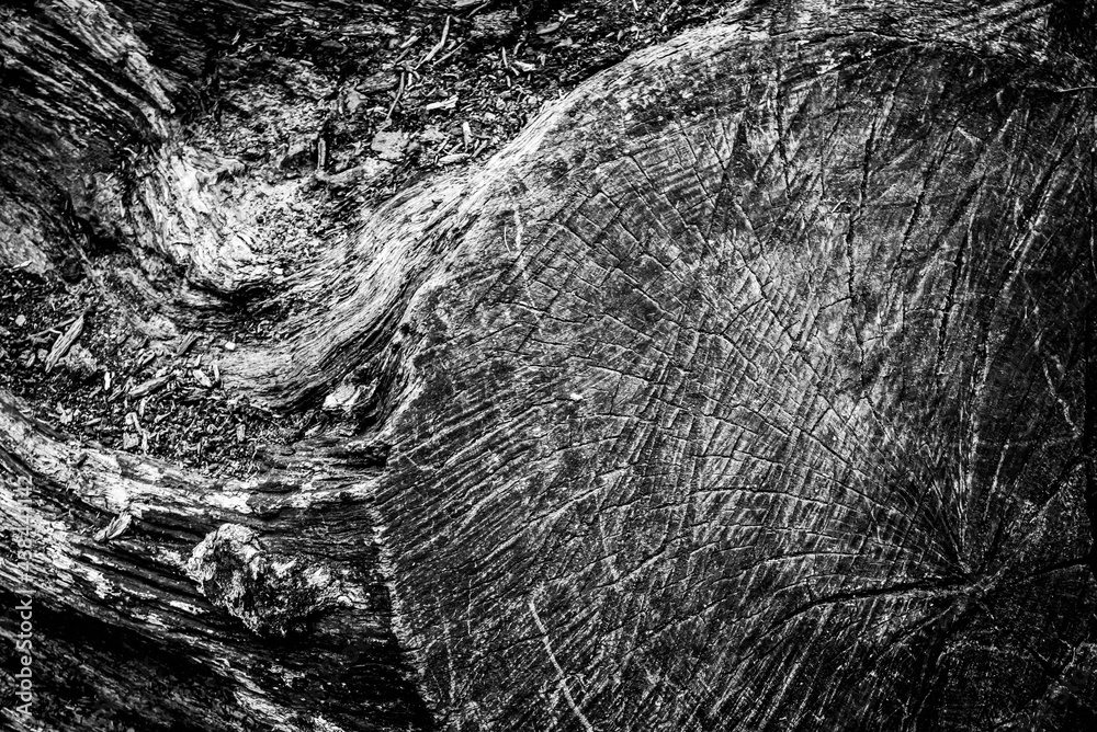 Black and white dead trees