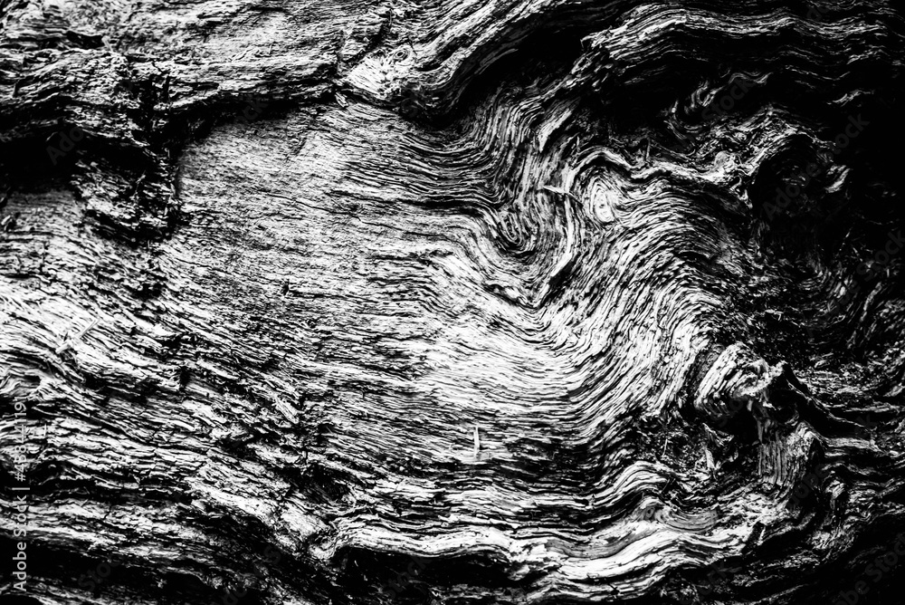 Black and white dead trees